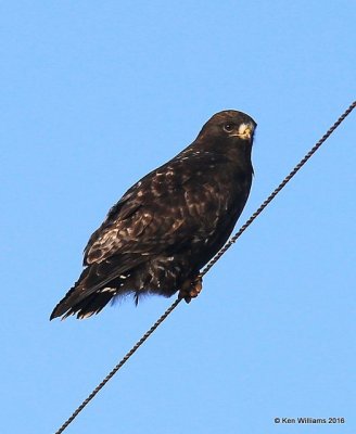 Rough-legged Hawk dark-morph adult male, Osage Co, OK, 1-4-15, Jp_44712.JPG