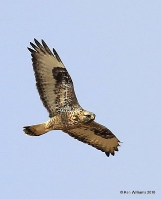 Rough-legged Hawk light-morph female, Osage Co, OK, 1-4-15, Jp_44370.JPG