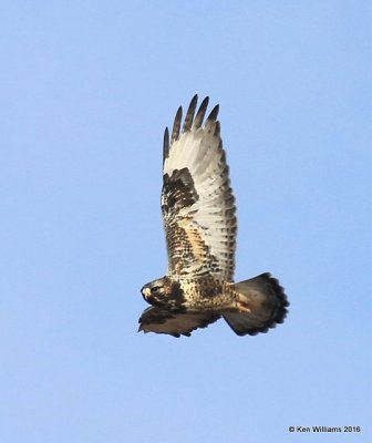 Rough-legged Hawk light-morph female, Osage Co, OK, 1-4-15, Jp_44513.JPG