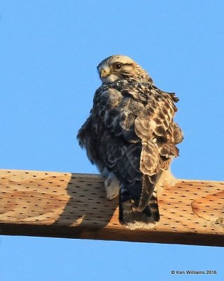 Rough-legged Hawk light-morph male, Osage Co, OK, 1-4-15, Jp_43848.JPG