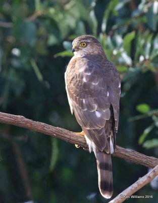 Sharp-shinned Hawk juvenile, Rogers Co yard, OK, 12-30-15, Jp_43771.JPG