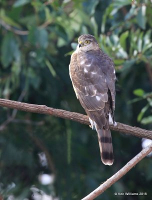 Sharp-shinned Hawk juvenile, Rogers Co yard, OK, 12-30-15, Jp_43785.JPG