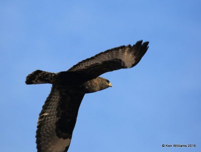 Rough-legged Hawk dark-morph adult male, Osage Co, OK, 1-4-15, Jp_44728.JPG