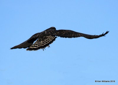 Rough-legged Hawk dark-morph adult male, Osage Co, OK, 1-4-15, Jp_44754.JPG