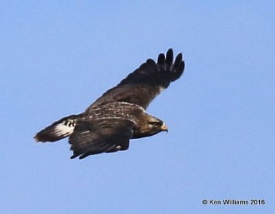 Rough-legged Hawk light-morph female, Osage Co, OK, 1-4-15, Jp_44502.JPG