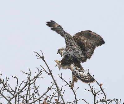 Rough-legged Hawk light-morph male, Osage Co, OK, 1-4-15, Jp_43964.JPG