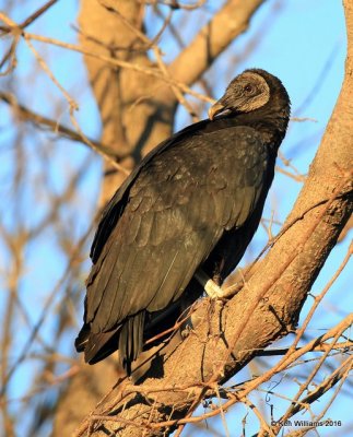 Black Vulture, Muskogee Co, OK, 1-12-16, Jp_45380.JPG