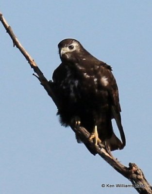 Red-tailed Hawk - Harlan's dark morph, Garfield Co, OK, 1-11-16, Jpa_45250.JPG