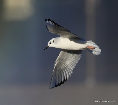 Bonaparte's Gull - winter plumage, Haskell Co, OK, 1-12-16, Jp_45851.JPG