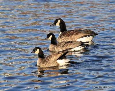 Cackling Geese - Richardson's front two & Canada Geese - Common back, Garfield Co, OK, 1-11-16, Jp_45358.JPG