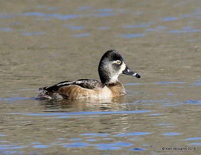 Ring-necked Duck female, Sequoyah Co, OK, 1-12-16, Jp_45601.JPG