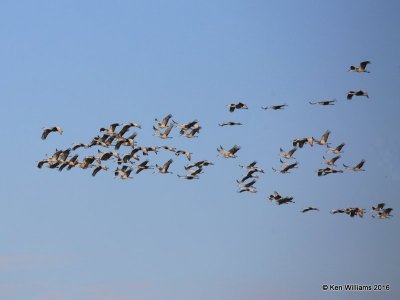 Sandhill Crane flock, Grant Co, OK, 1-11-16, Jp_45099.JPG