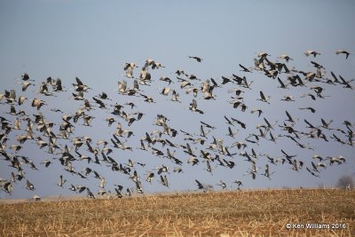 Sandhill Crane flock, Grant Co, OK, 1-11-16, Jp_45118.JPG