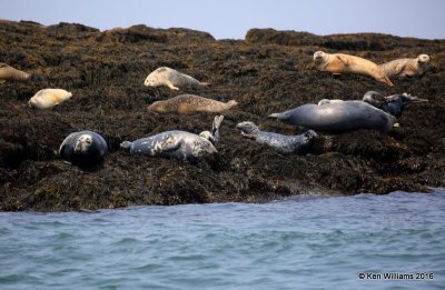 Gray & Harbor Seals, Machias Seal Island, ME, 7-12-15, Jp_2425.JPG