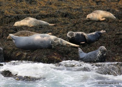 Gray & Harbor Seals, Machias Seal Island, ME, 7-12-15, Jp_2487.JPG