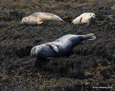 Gray & Harbor Seals, Machias Seal Island, ME, 7-12-15, Jp_2515.JPG