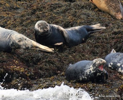 Gray Seals, Machias Seal Island, ME, 7-12-15, Jp_2444.JPG