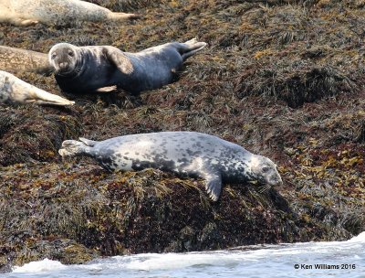 Gray Seals, Machias Seal Island, ME, 7-12-15, Jp_2501.JPG