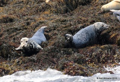 Gray Seals, Machias Seal Island, ME, 7-12-15, Jp_2513.JPG