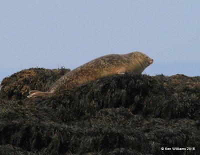 Harbor Seal, Machias Seal Island, ME, 7-12-15, J_2474.JPG