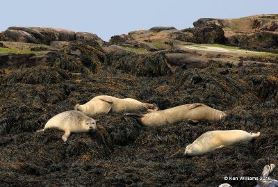 Harbor Seals, Machias Seal Island, ME, 7-12-15, Jp_2456.JPG