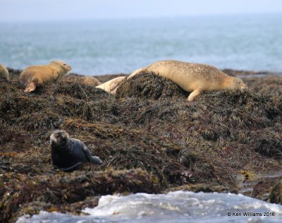 Harbor Seals, Machias Seal Island, ME, 7-12-15, Jp_2529.JPG