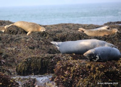 Harbor Seals, Machias Seal Island, ME, 7-12-15, Jp_2535.JPG