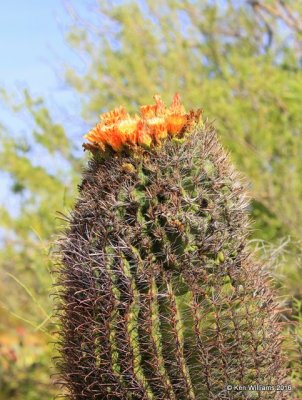Candy Barrel Cactus blooms, Saguaro National Park, AZ, 8-24-15, Jp7_2108.jpg