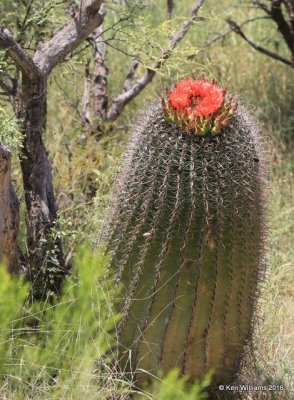 Candy Barrel Cactus, Ferocactus wislizeni, blooms, California Gulch, AZ, 8-22-15, Jp7_0471.jpg