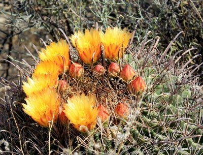 Candy Barrel Cactus blooms, Saguaro National Park, AZ, 8-24-15, Jp7_2113.jpg