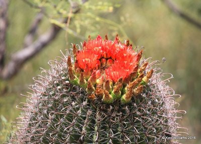 Candy Barrel Cactus, Ferocactus wislizeni, blooms, California Gulch, AZ, 8-22-15, Jp7_0466.jpg