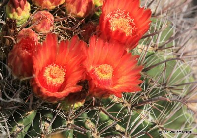 Candy Barrel Cactus, Ferocactus wislizeni, blooms, Saguaro National Park, AZ, 8-24-15, Jp7_1990.jpg
