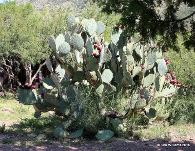 Prickly pear Cactus, Portal, AZ, 8-16-15, Jp7_5648.jpg