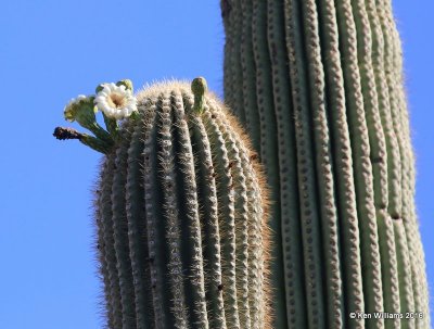 Saguaro Cactus, Cereus giganteus blooms, Saguaro National Park, AZ, 8-24-15, Jp7_2040.jpg