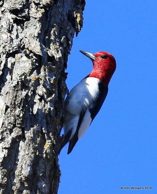 Red-headed Woodpecker, Tulsa Co, OK, 1-15-16, Jp_45913.JPG
