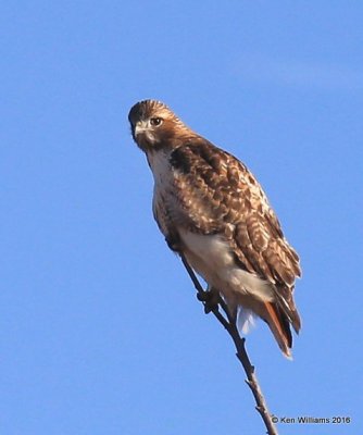 Red-tailed Hawk - Eastern subspecies adult, Noble Co, OK, 1-28-16, Jpa_46231.jpg