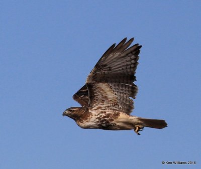 Red-tailed Hawk - Eastern subspecies adult, Osage Co, OK, 1-28-16, Jpa_46692.jpg