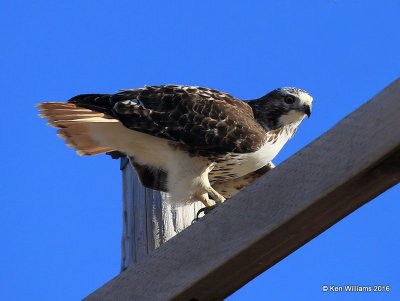 Red-tailed Hawk - Eastern subspecies adult, Osage Co, OK, 1-28-16, Jpa_46889.jpg