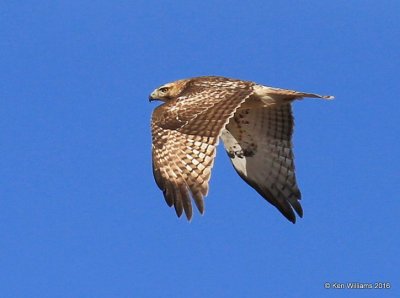 Red-tailed Hawk - Eastern subspecies juvenile, Noble Co, OK, 1-28-16, Jpa_46359.jpg