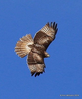 Red-tailed Hawk - Eastern subspecies juvenile, Noble Co, OK, 1-28-16, Jpa_46379.jpg