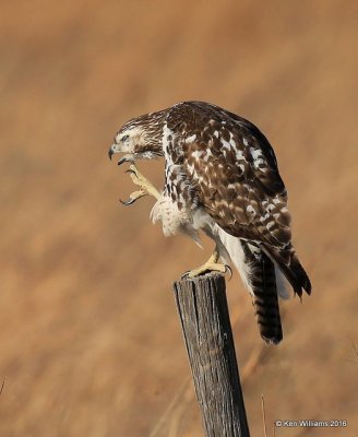 Red-tailed Hawk - Eastern subspecies juvenile, Osage Co, OK, 1-28-16, Jpa_46912.jpg