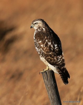 Red-tailed Hawk - Eastern subspecies juvenile, Osage Co, OK, 1-28-16, Jpa_46977.jpg