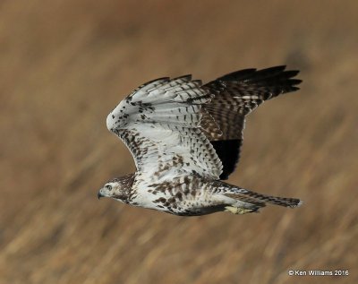 Red-tailed Hawk - Eastern subspecies juvenile, Osage Co, OK, 1-28-16, Jpa_46991.jpg