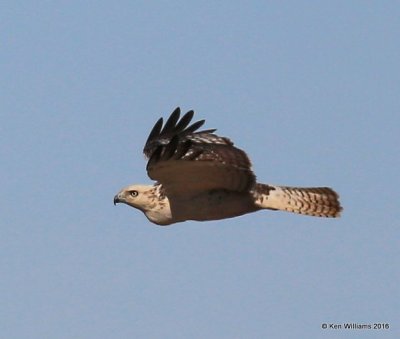 Red-tailed Hawk - Krider's juvenile, Osage Co, OK, 1-28-16, Jpa_46756.jpg