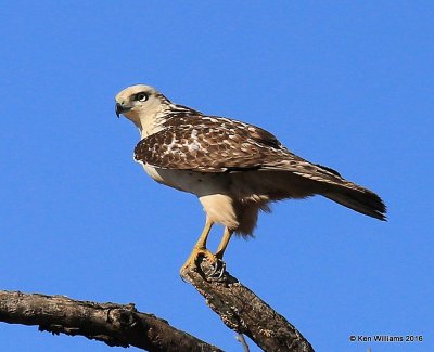 Red-tailed Hawk - Krider's juvenile, Osage Co, OK, 1-28-16, Jpa_46800.jpg