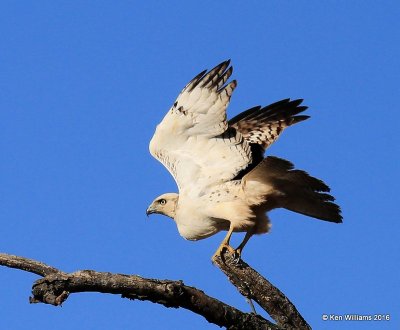 Red-tailed Hawk - Krider's juvenile, Osage Co, OK, 1-28-16, Jpa_46802.jpg