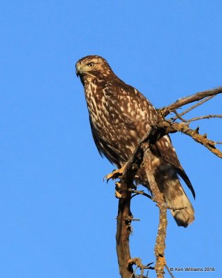 Red-tailed Hawk - Harlan's intermediate morph juvenile, Noble Co, OK, 1-28-16, Jpa_46215.jpg