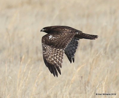 Red-tailed Hawk - Harlan's subspecies juvenile, Osage Co, OK, 1-28-16, Jpa_46625.jpg