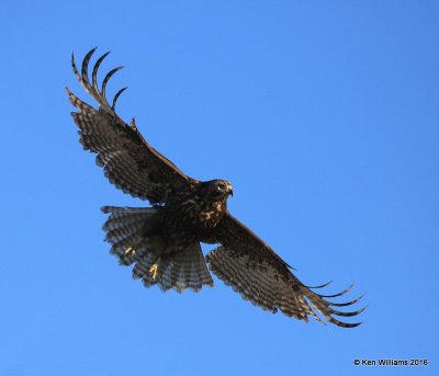 Red-tailed Hawk - Harlan's subspecies juvenile, Osage Co, OK, 1-28-16, Jpa_47257.jpg