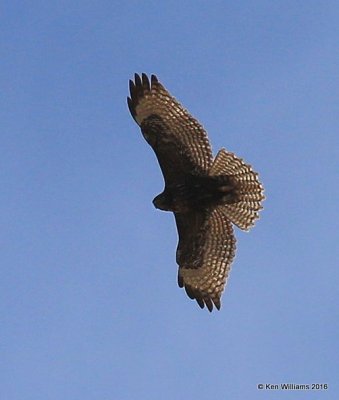 Red-tailed Hawk - Western subspecies dark morph juvenile, Noble Co, OK, 1-28-16, Jpa_46557.jpg